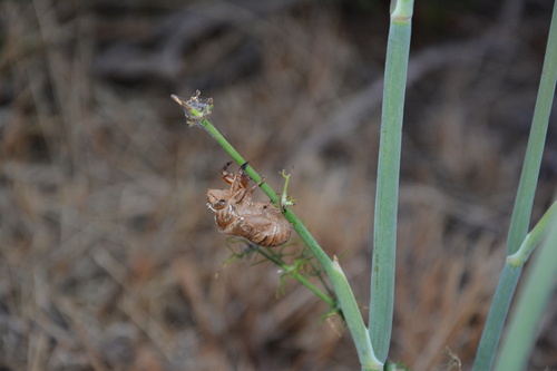 Common Cicada