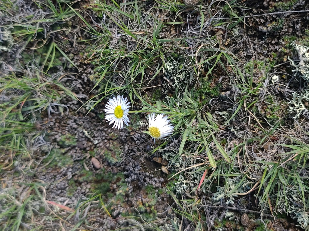 Erigeron pumilus; photograph author not stated, no rights reserved