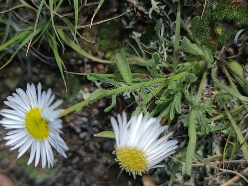 Erigeron pumilus, photograph 1