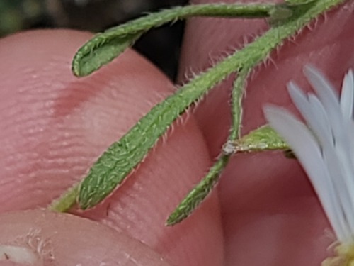 Erigeron pumilus, photograph 2