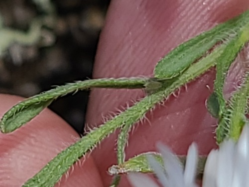 Erigeron pumilus, photograph 3