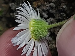 author not stated, no rights reserved Erigeron pumilus, photograph author not stated, no rights reserved