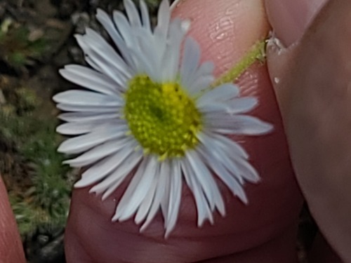 Erigeron pumilus, photograph 5