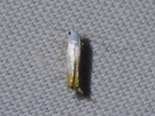 Thiotricha laterestriata