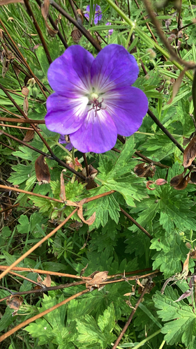 Geranium wallichianum
