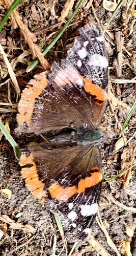 Red Admiral