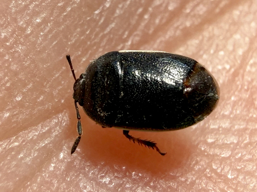 Adomerus maculipes