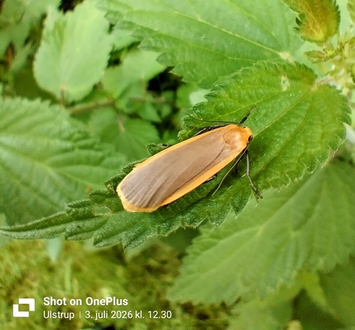 Buff Footman