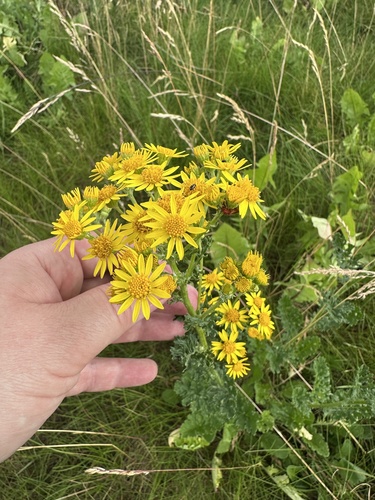 ragwort