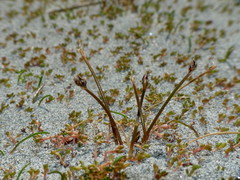 Eleocharis neozelandica