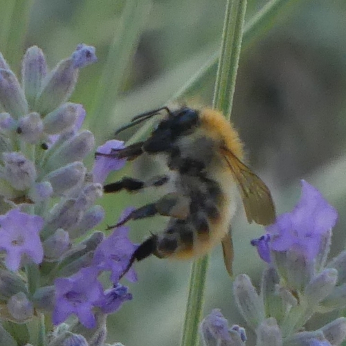 Common Carder Bumble Bee