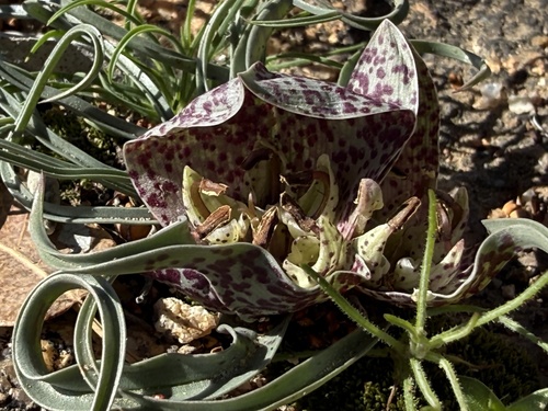 Colchicum circinatum circinatum