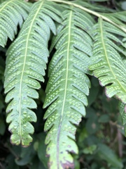 Woodwardia orientalis