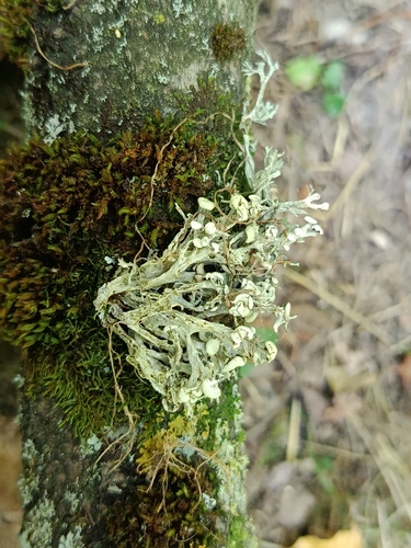 Dotted Ribbon Lichen