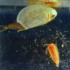 Cyzicus