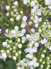 Lepidium draba