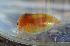 Cyzicus