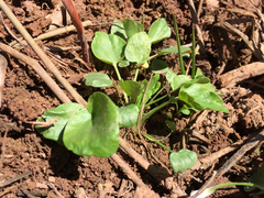 Halerpestes cymbalaria