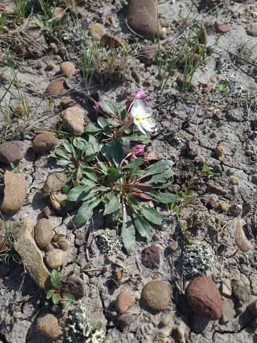 Oenothera cespitosa, photograph 5