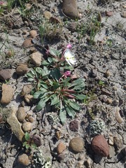 Oenothera cespitosa, photograph author not stated, no rights reserved