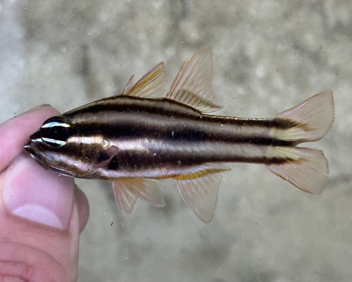 Ostorhinchus novemfasciatus observed 2026-07-03