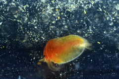 Cyzicus