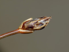 Eleocharis neozelandica