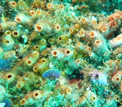 Stolonica australis