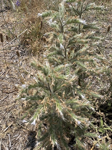 Pale Bugloss