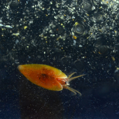 Cyzicus