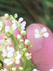 Lepidium draba