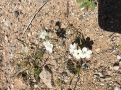 Leptosiphon chrysanthus decorus