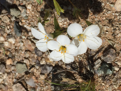 Leptosiphon chrysanthus decorus