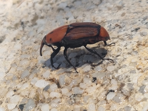 Red Palm Weevil