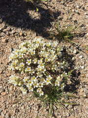 Linanthus demissus