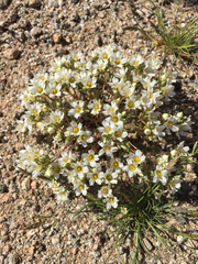Linanthus demissus