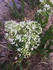 Lepidium draba