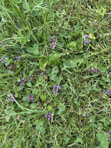 common selfheal
