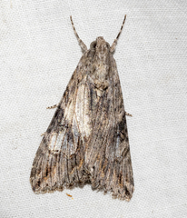 Melipotis jucunda