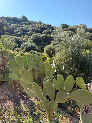 Indian fig opuntia