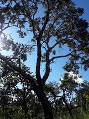 Pterodon emarginatus