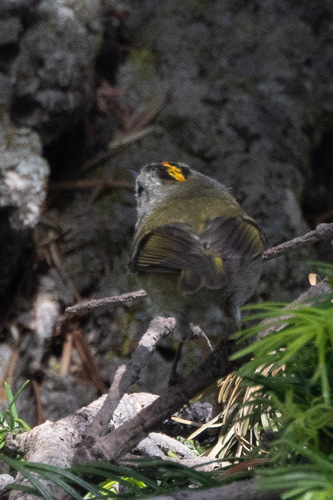 Goldcrest