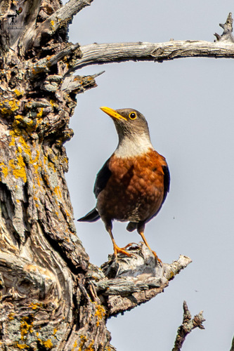 Chestnut Thrush