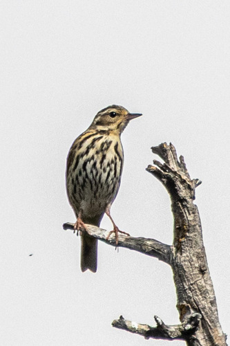 Olive-backed Pipit