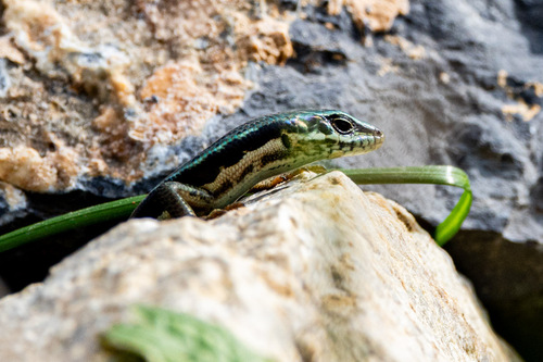 Himalaya Ground Skink