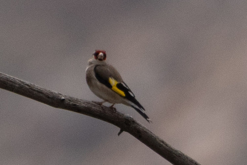 Gray-crowned Goldfinch