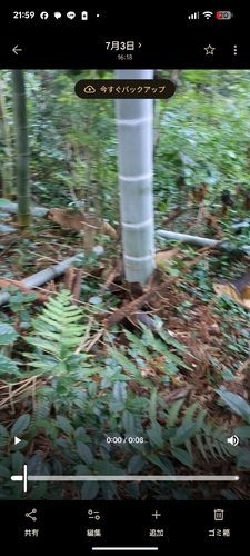 Japanese Badger