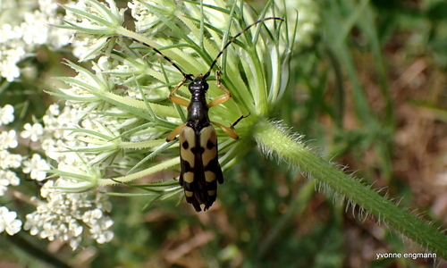 Spotted Longhorn Beetle