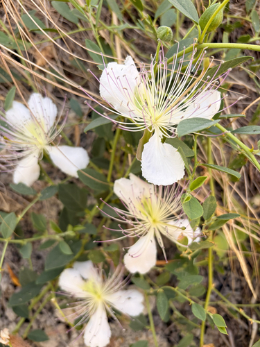 Capparis sicula