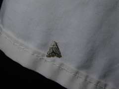Eoparargyractis